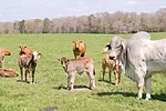 cattle grazing