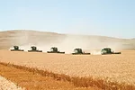 swathing grain