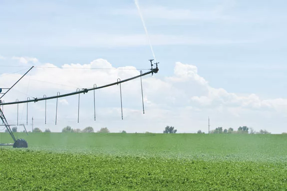 Drought-stressed alfalfa