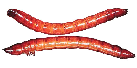wire worm