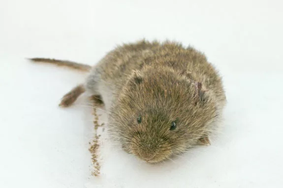 Vole