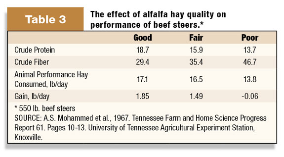 preformance of beef