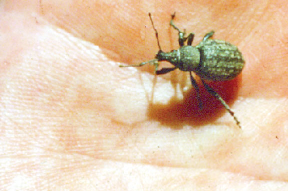 Snout beetle