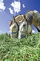 Horses eating hay