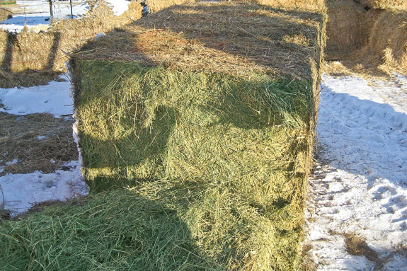 Hay treated with First Response 
