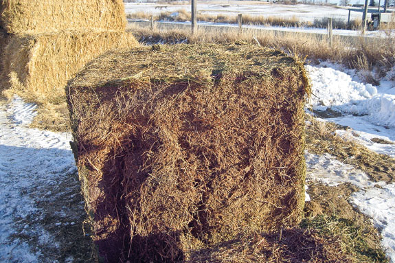  untreated hay
