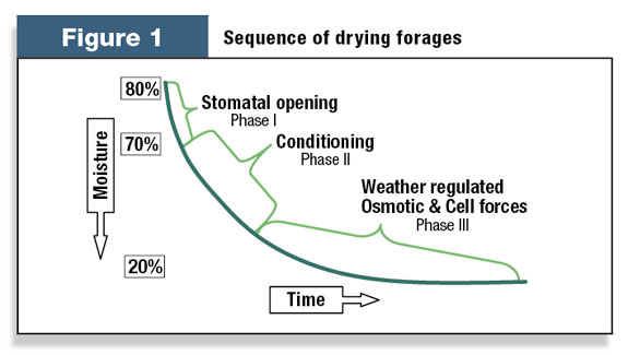 Sequence of drying forages