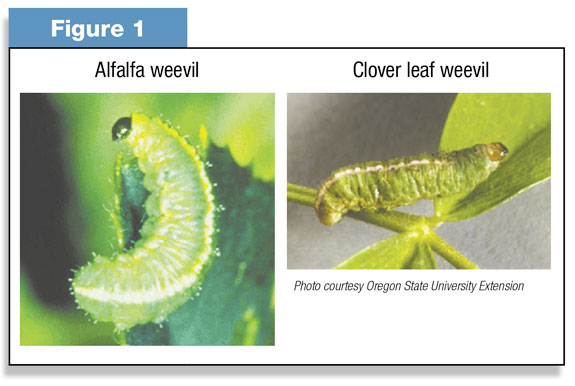 Alfalfa weevil, clover leaf weevil