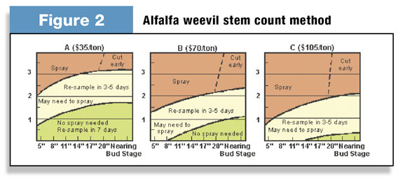 Alfalfa weevil stem count method