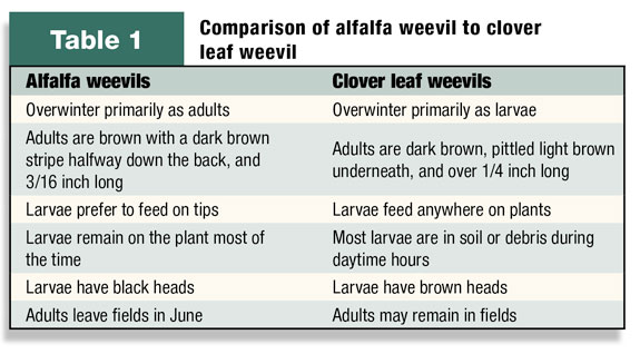 Comparison of alfalfa weevil to clover leaf weevil