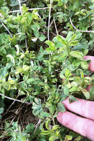 Leaf crinkling on problem alfalfa plants