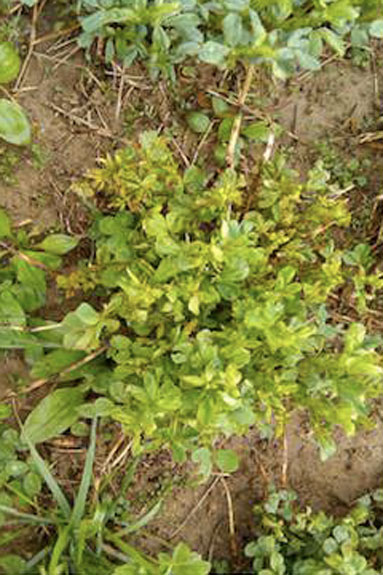 Stunted yellow alfalfa plant