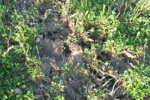 0611 wet pasture2 full