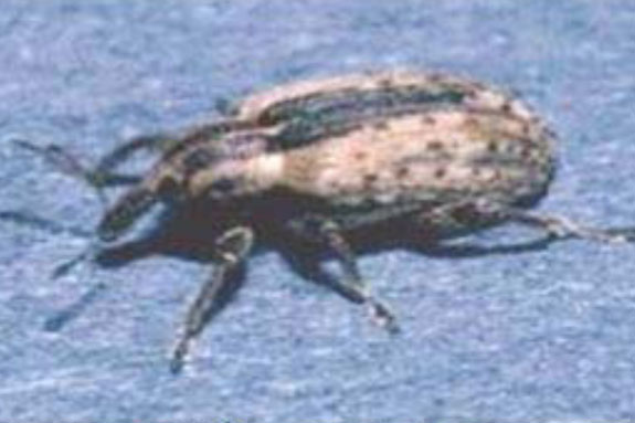 Alfalfa weevil adult