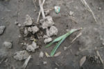 Blackbird damage on seedling corn