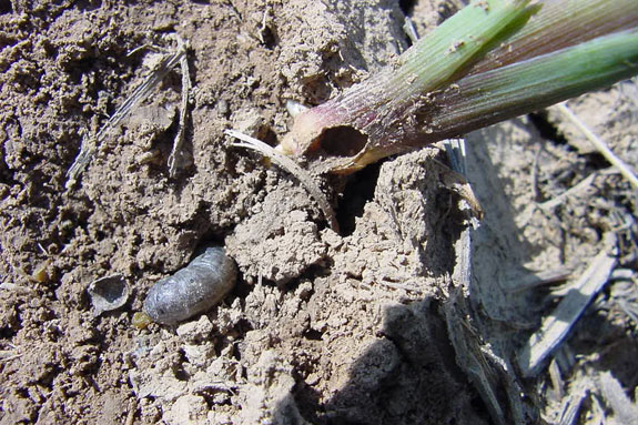 Black cutworm larva