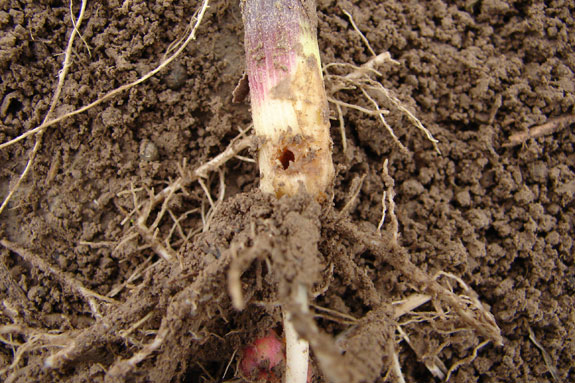 Wireworm feeding injury
