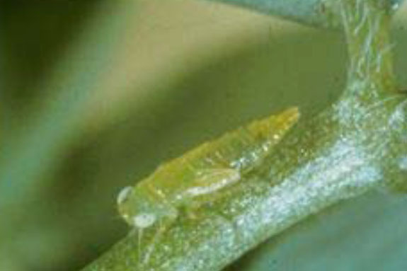 Potato leafhopper nymph