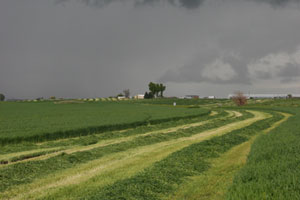 060811_wet_hay