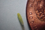 Potato leafhopper penny
