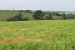 062211 tallgrass1 full