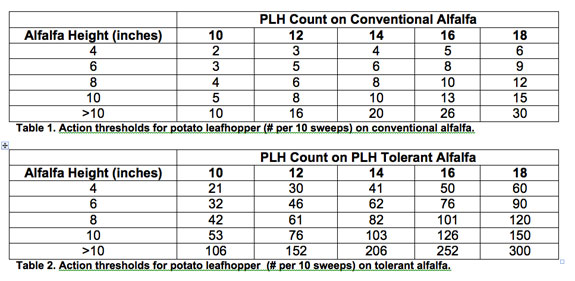 PLH Count on conventional alfalfa