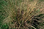 070811 smutgrass full