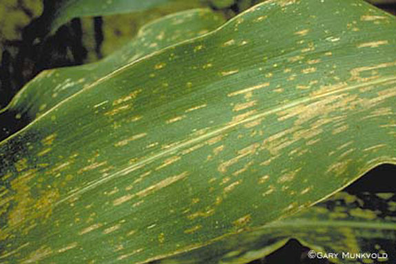 Gray leaf spot