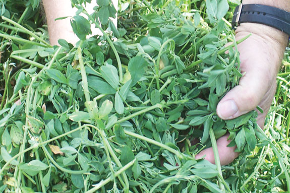 alfalfa