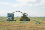 Green chopping hay