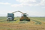Green chopping hay