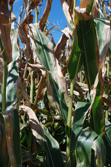 Goss's Leaf Blight and Wilt in Minnesota