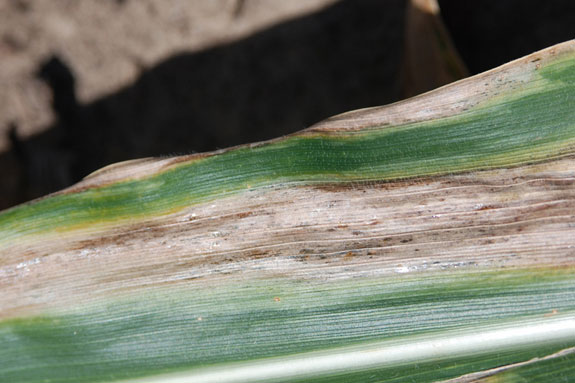 Goss's Leaf Blight and Wilt in Minnesota