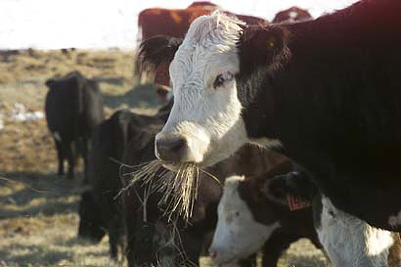Cows in pasture
