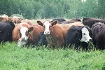 cattle grazing