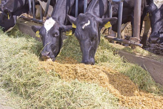 Forage sampling frequency as influenced by dairy herd size - | Ag Proud