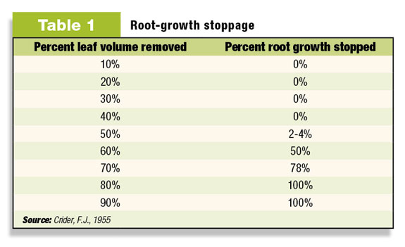 Root growth