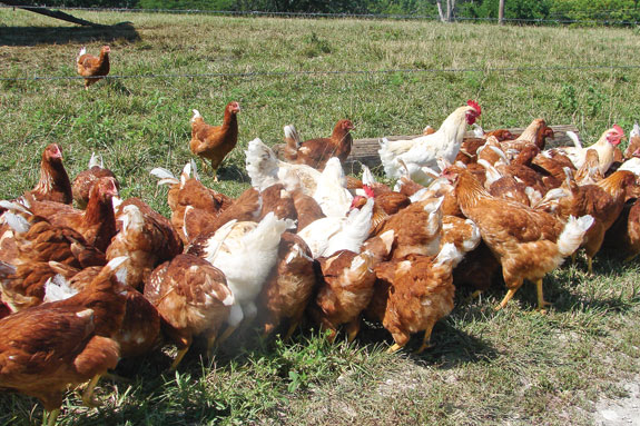 Chickens