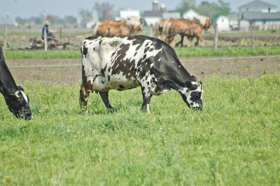 Beef cattle
