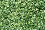 0711fg ruppel 1 full