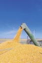 Harvesting corn