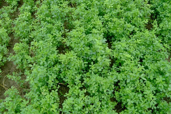 Alfalfa regrowth