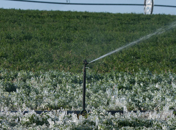 Winter irrigation