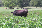 Cow in soybeans