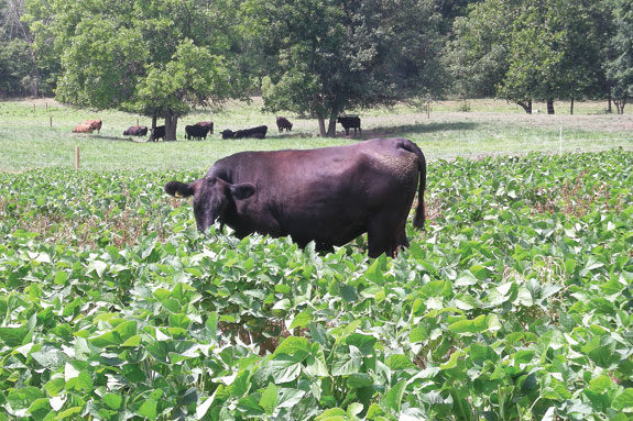 Cow in soybeans