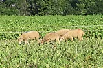 Grazing non-traditional forages