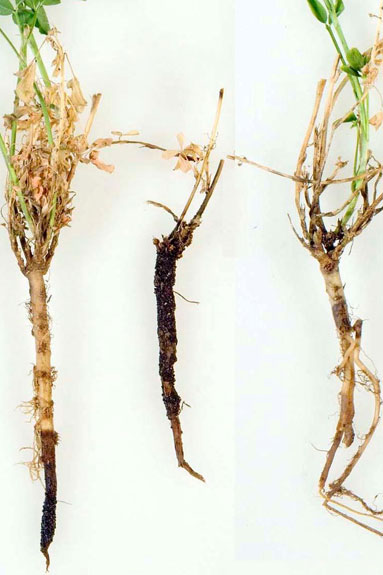 Alfalfa root rot