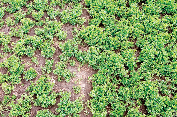 Hybrid alfalfa