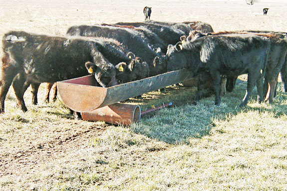 metal bunks
