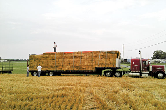 loading semi with hay